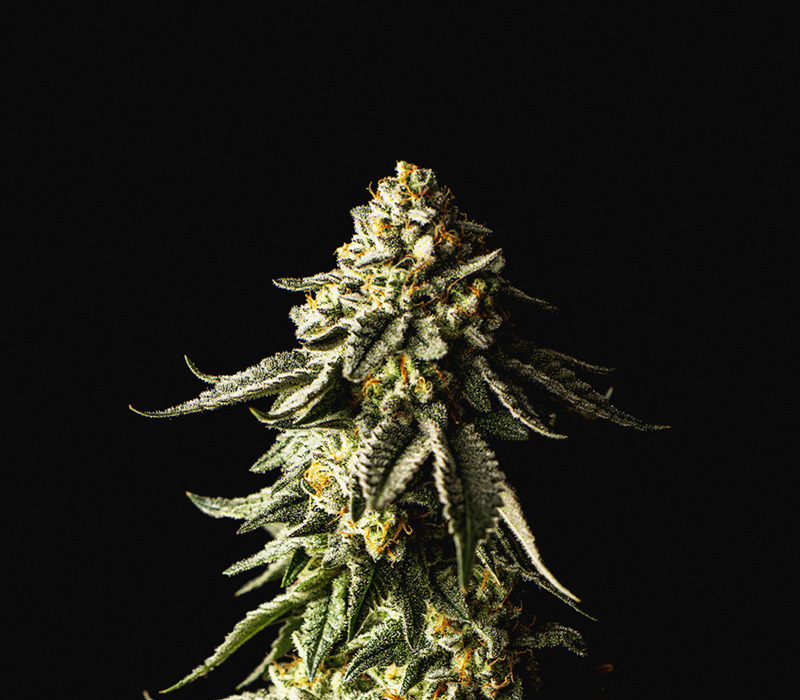 kaya-web-who-product-flower-1