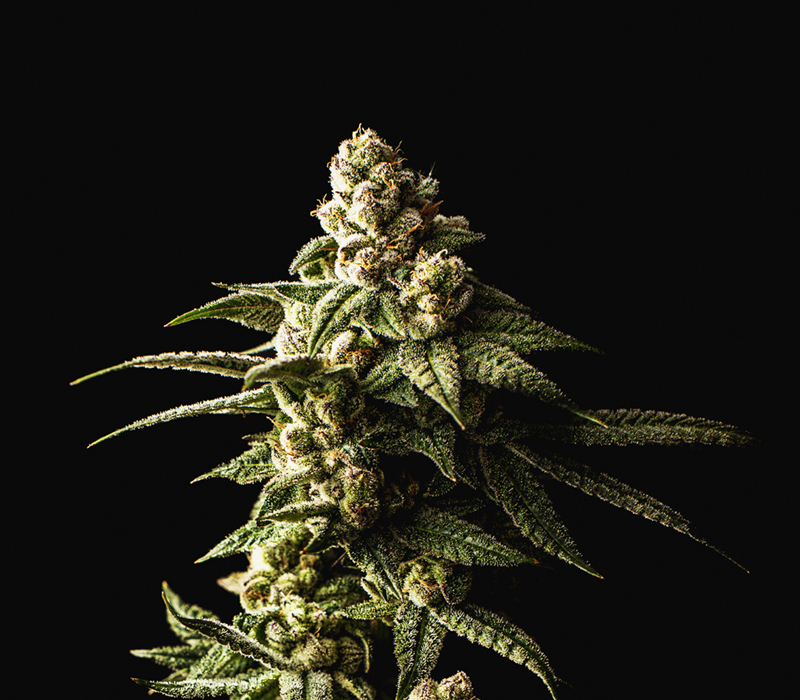 kaya-web-who-product-flower-2