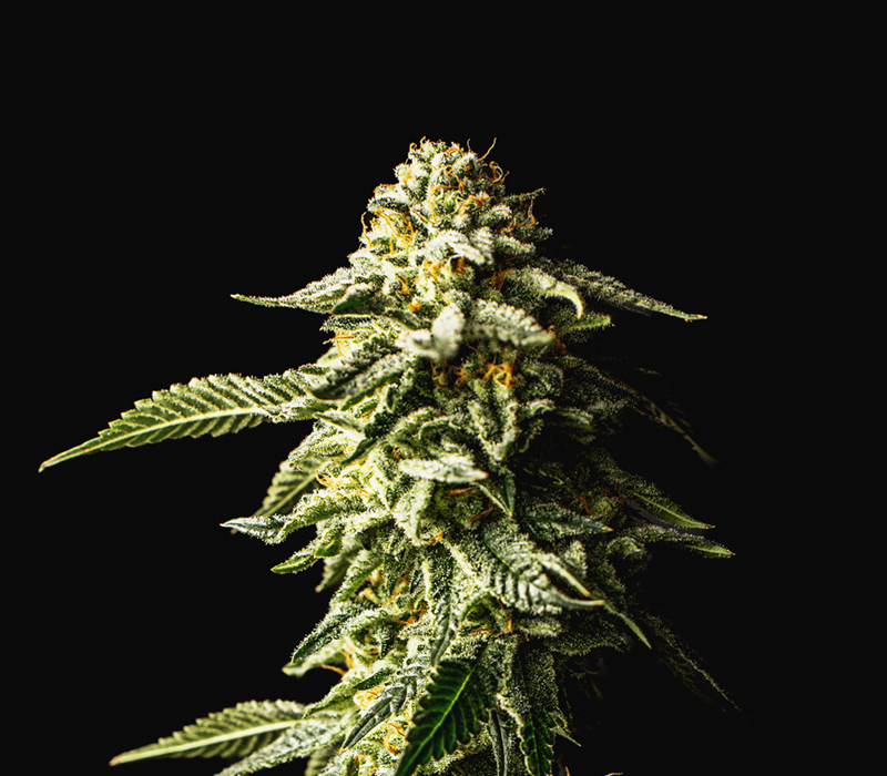 kaya-web-who-product-flower-3