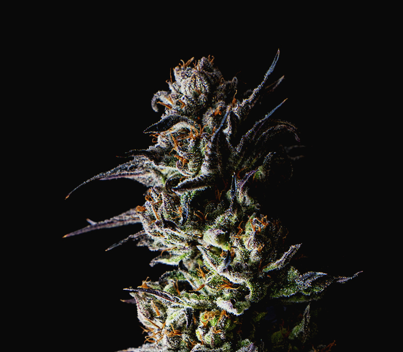 kaya-web-who-product-flower-4